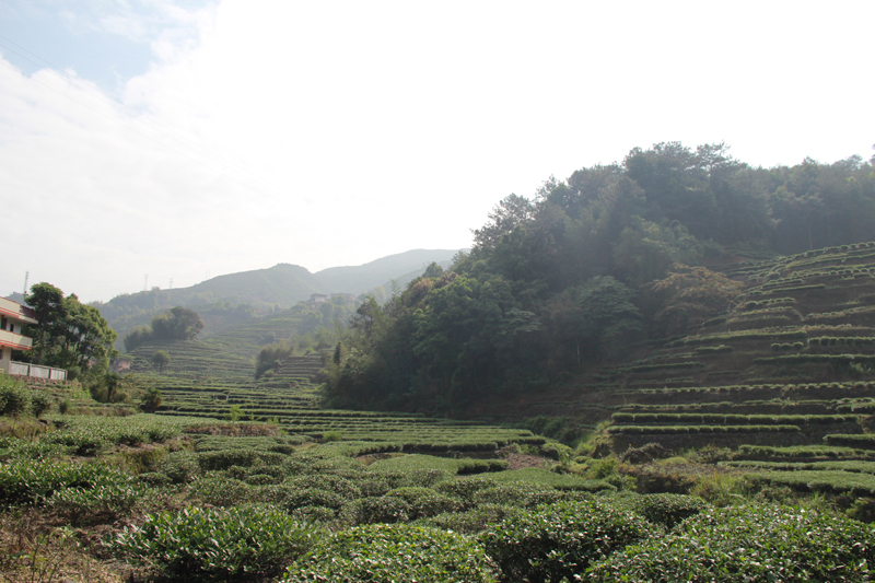 Yingde tea garden