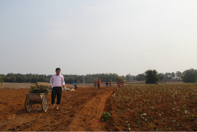Tea tree planting